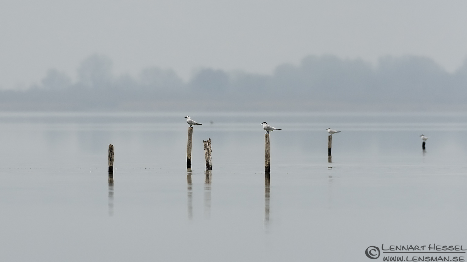 140220 Terns Terns Porto Lagos