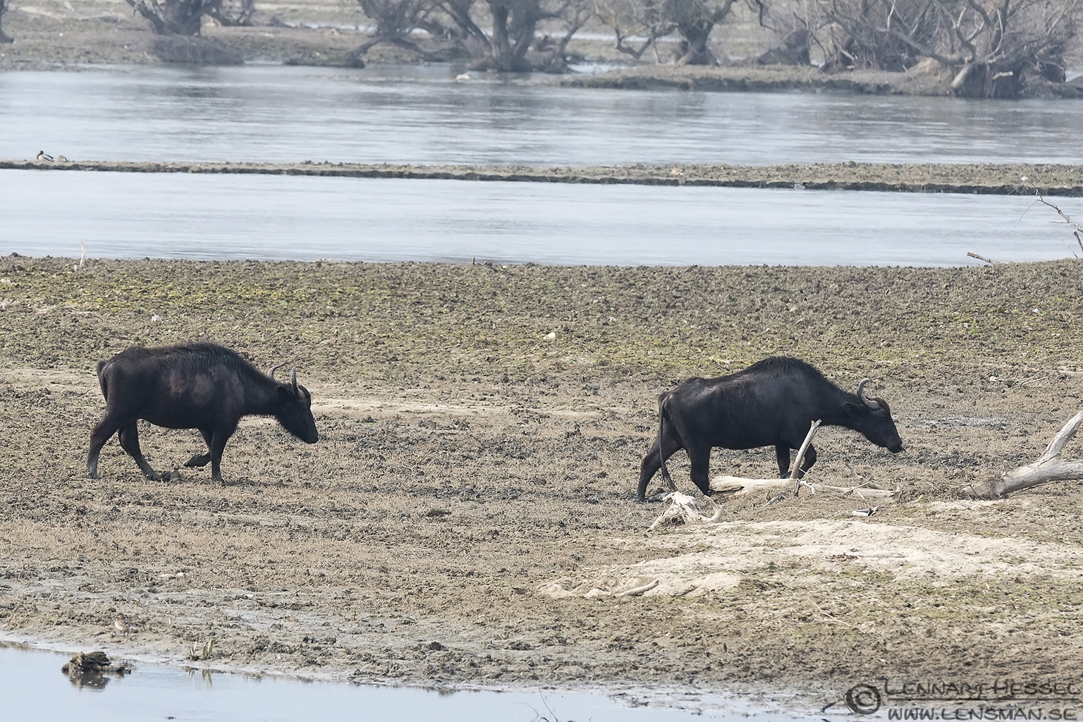140220 Water Buffalos Water Buffalos Lake Kerkini