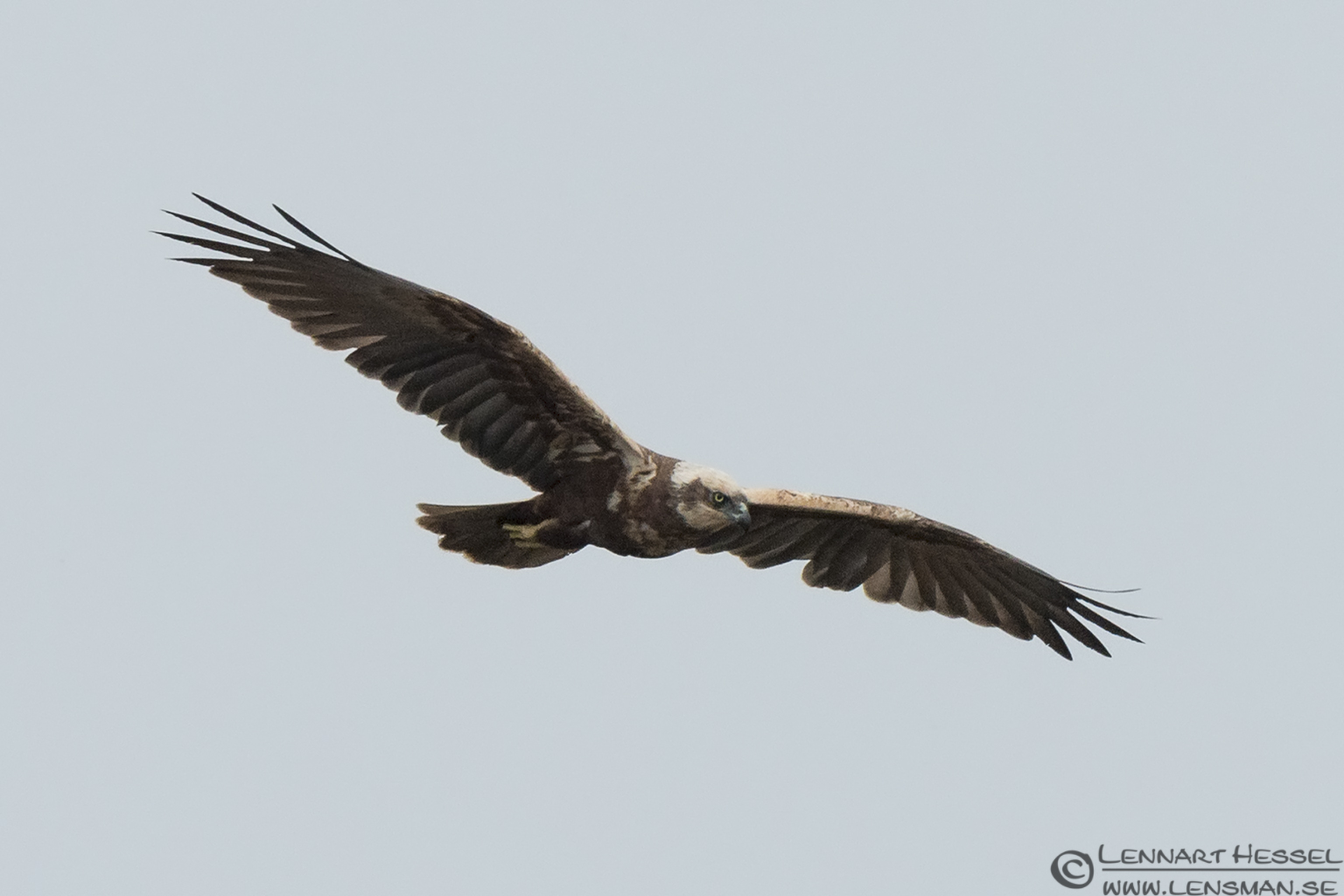 140220 Western Marsh-harrier Western Marsh-harrier Porto Lagos