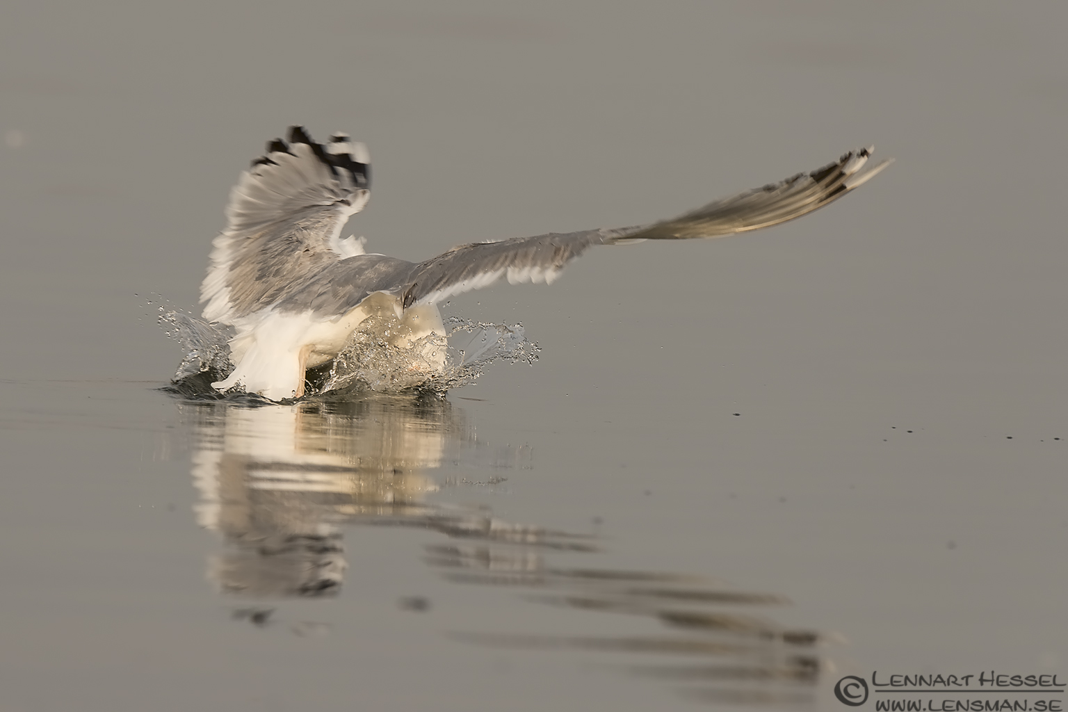 140220 Yellow-legged Gull catching a fish Yellow-legged Gull Lake Kerkini