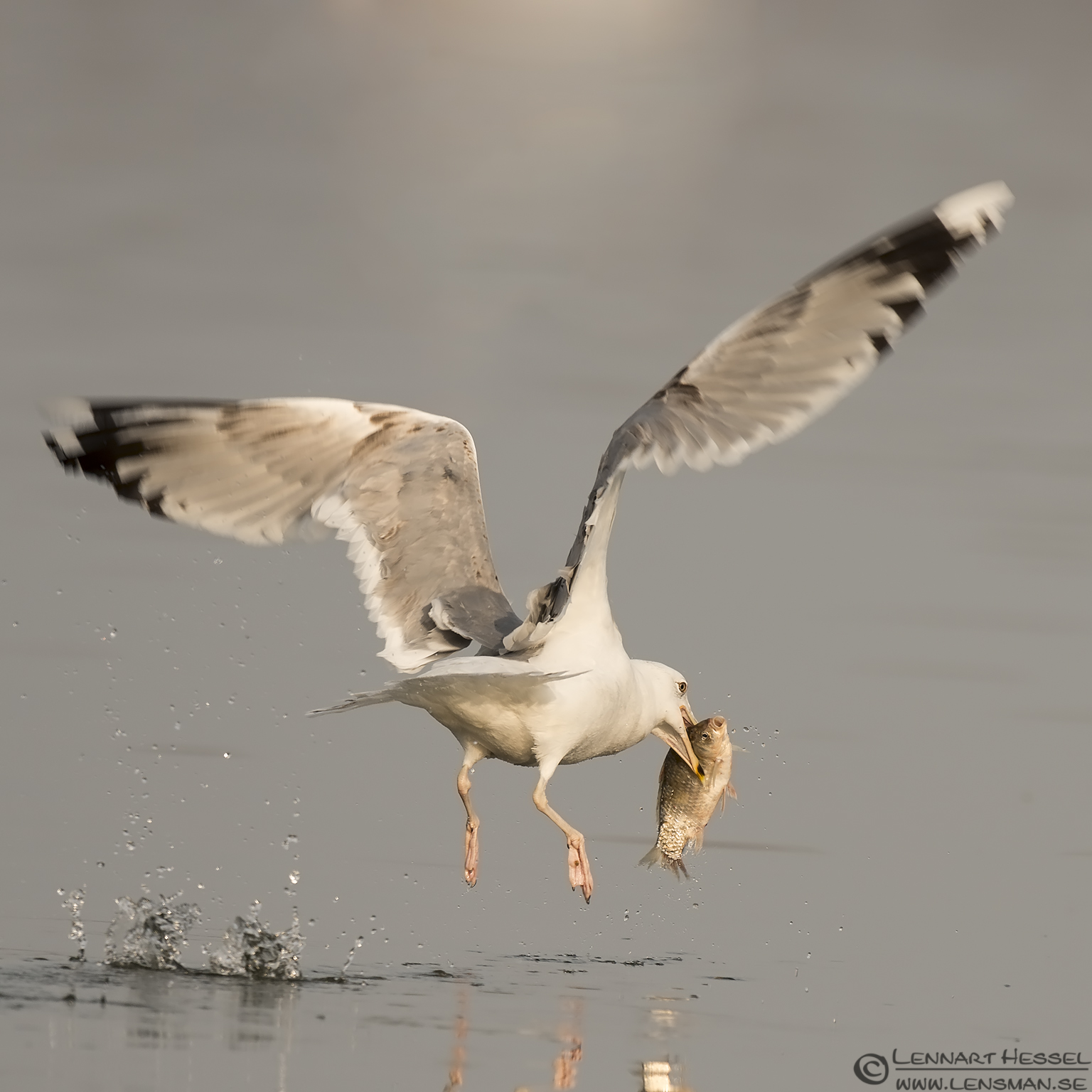140220 Yellow-legged Gull with the catch Yellow-legged Gull Lake Kerkini