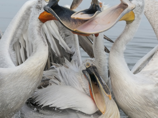 140221 Dalmatian Pelican fish in the middle Dalmatian Pelican "Fish in the middle"