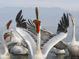 140221 Dalmatian Pelican sky rocket Dalmatian Pelican sky rocket