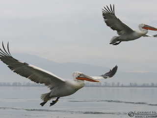 140221 Dalmatian Pelican tandem flying