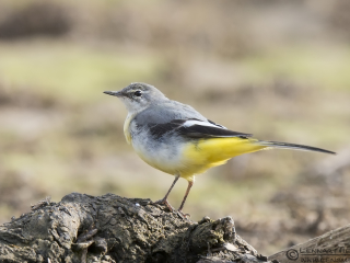 140221 Grey Wagtail Grey Wagtail Dalmatian Pelican
