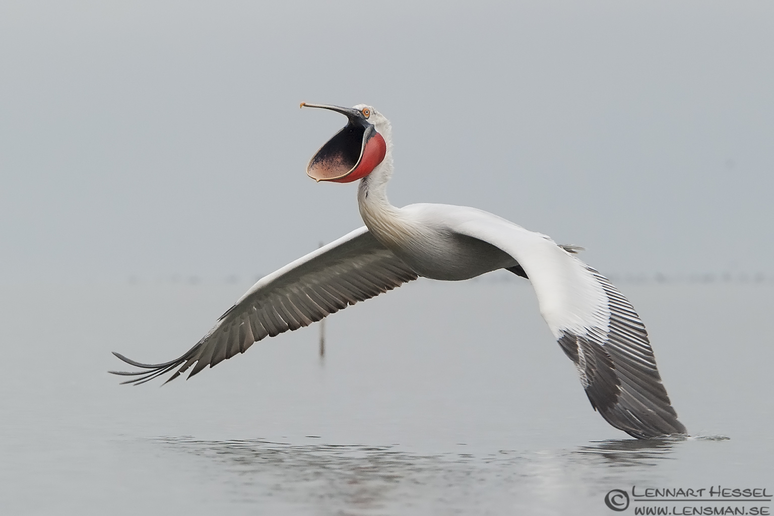 Dalmatian Pelican