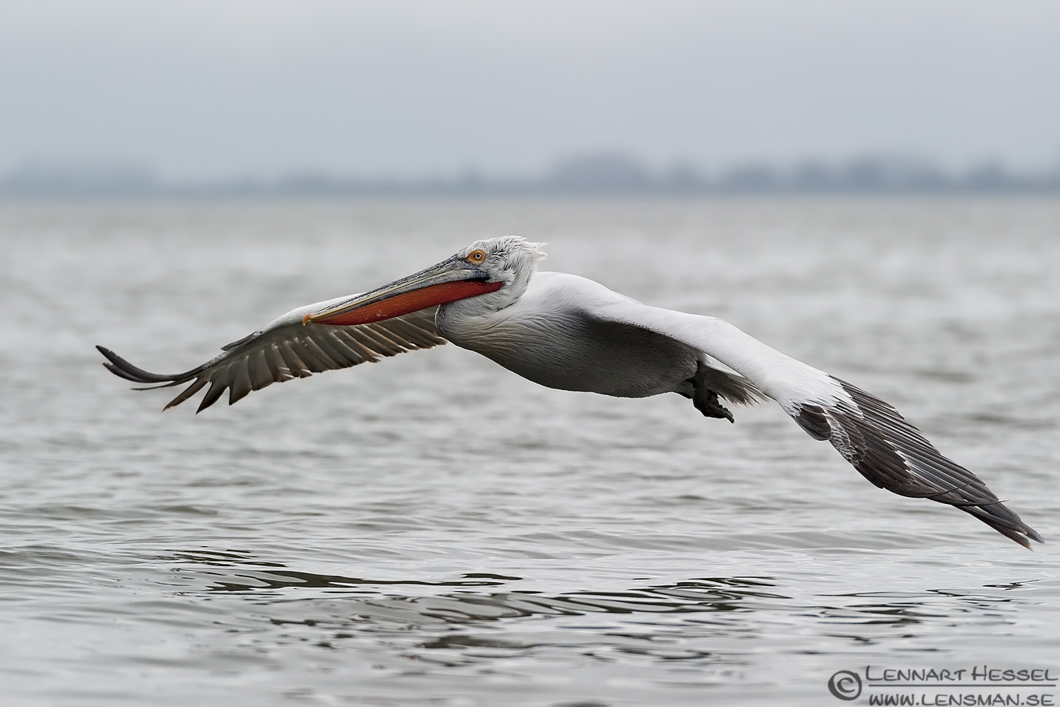 140223 Dalmatian Pelican flight Dalmatian Pelican