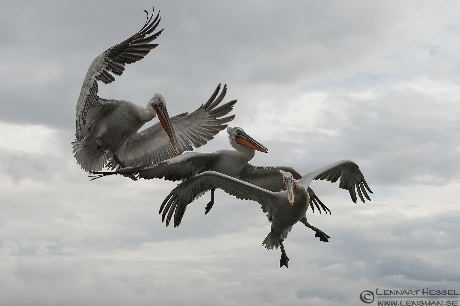 140223 Dalmatian Pelican flying trio Dalmatian Pelican trio