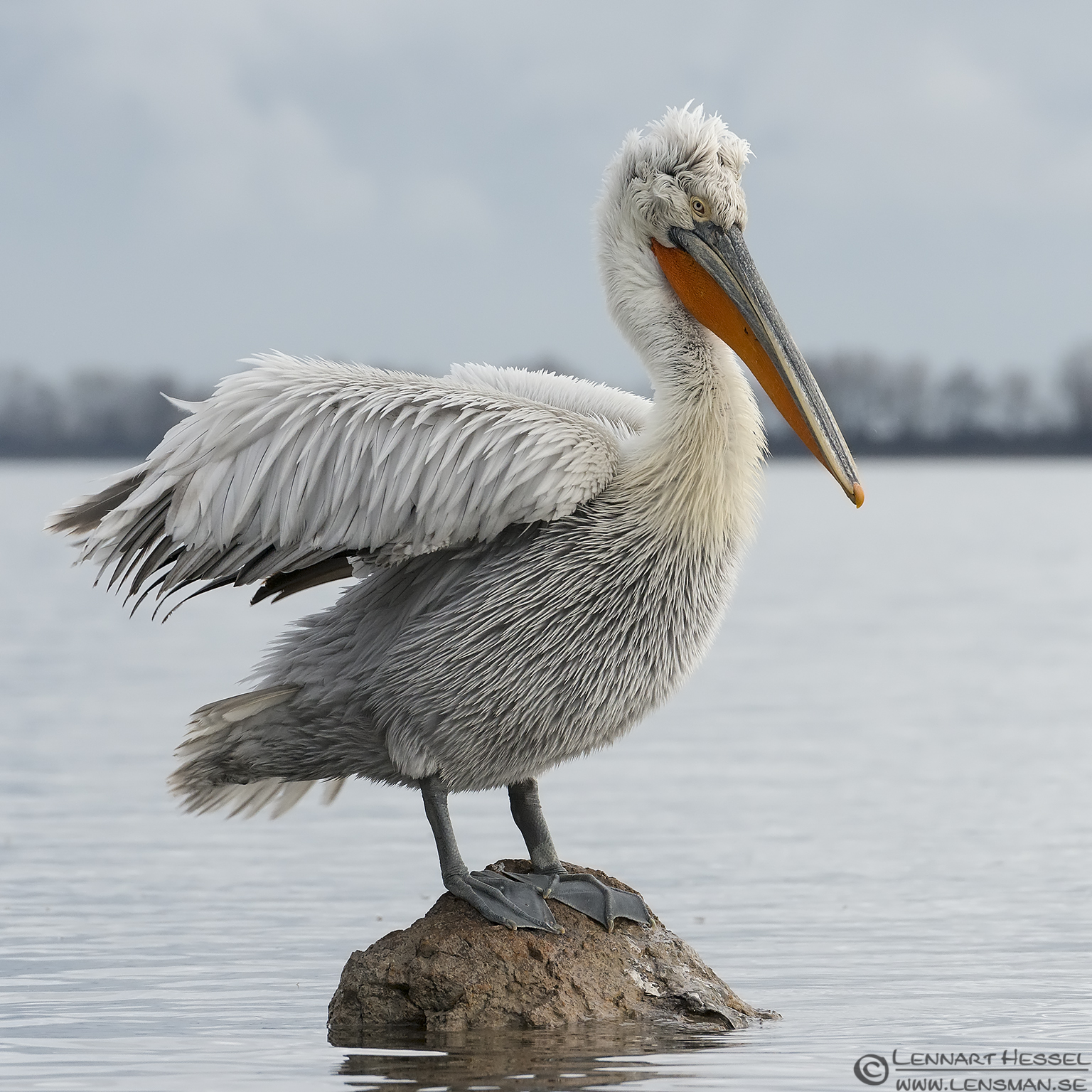 140223 Dalmatian Pelican spikey Dalmatian Pelican