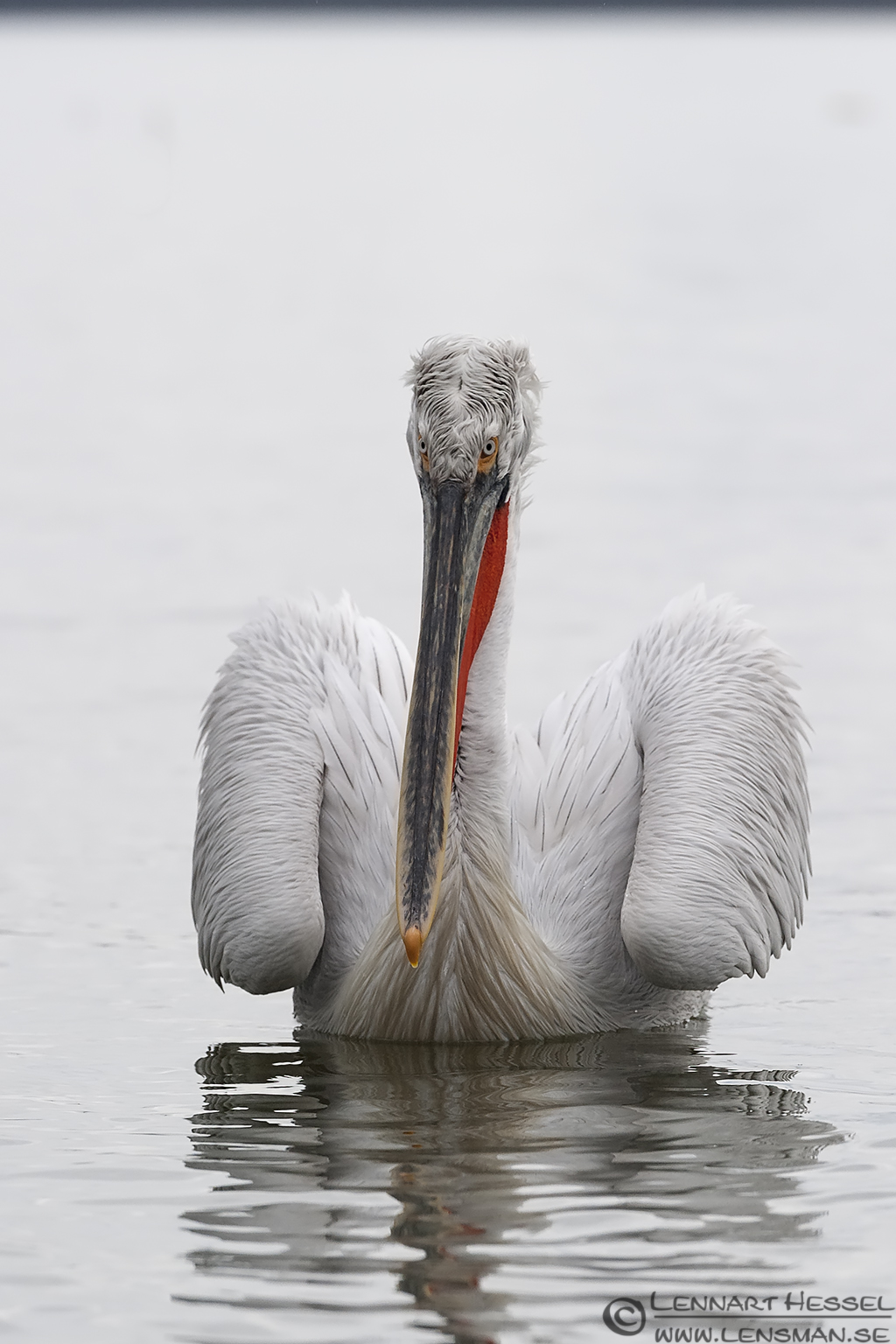 140223 Dalmatian Pelican standing Dalmatian Pelican