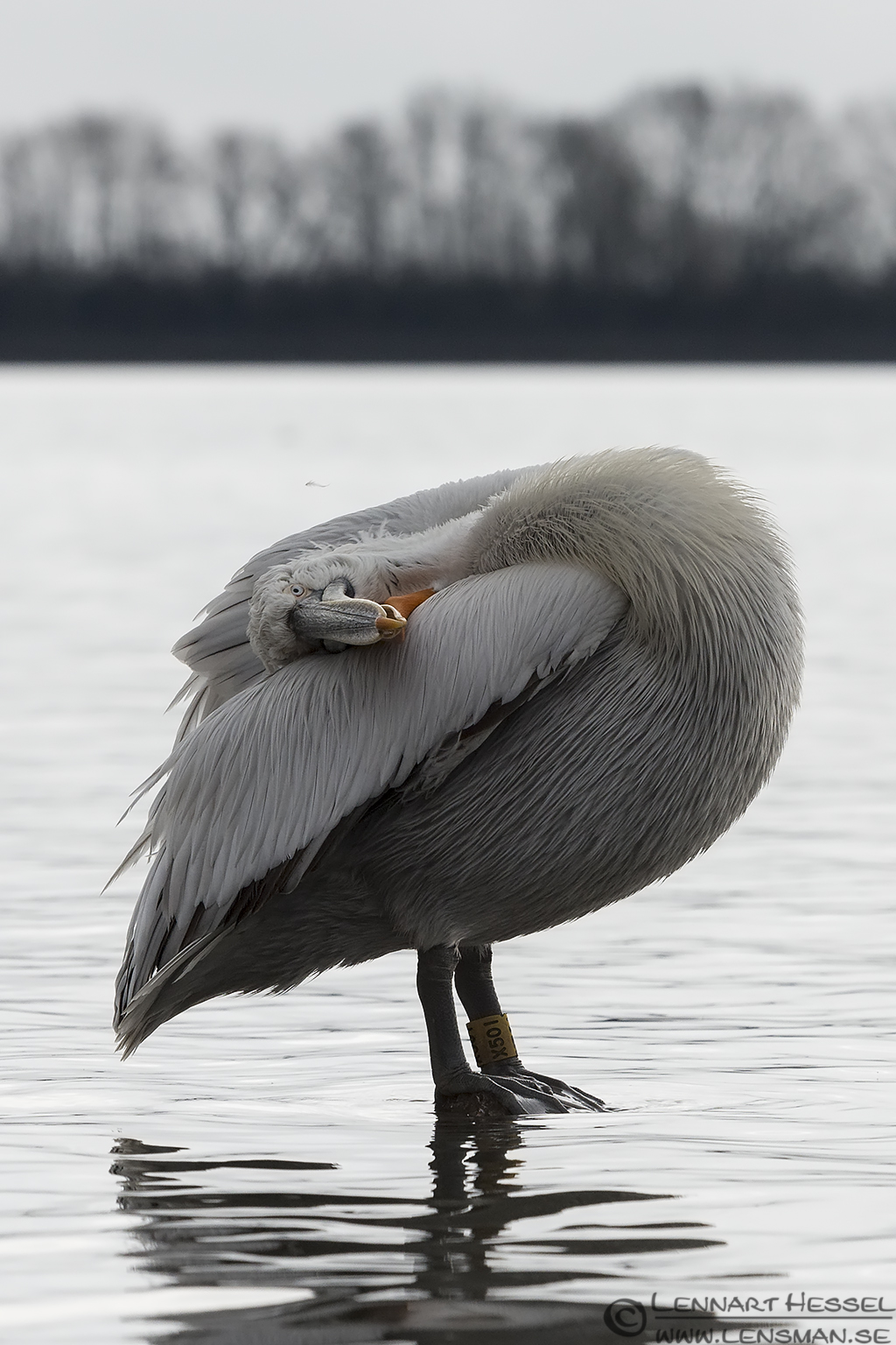 140223 Dalmatian Pelican strange Dalmatian Pelican
