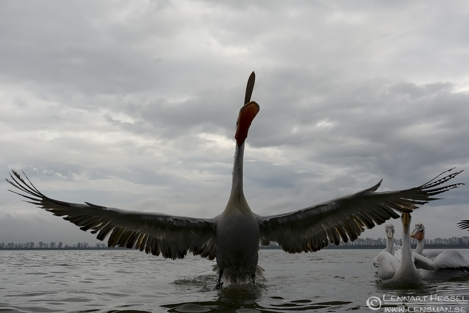 140223 Dalmatian Pelican upcoming Dalmatian Pelican