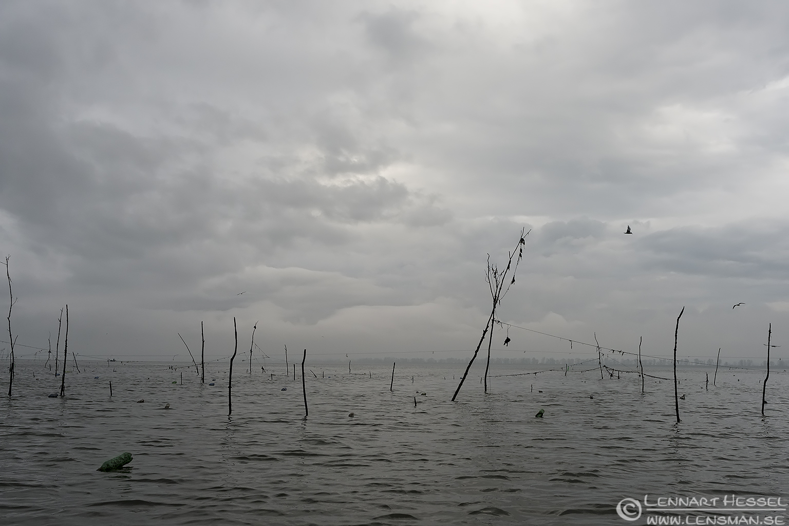 140223 Morning Morning Dalmatian Pelican