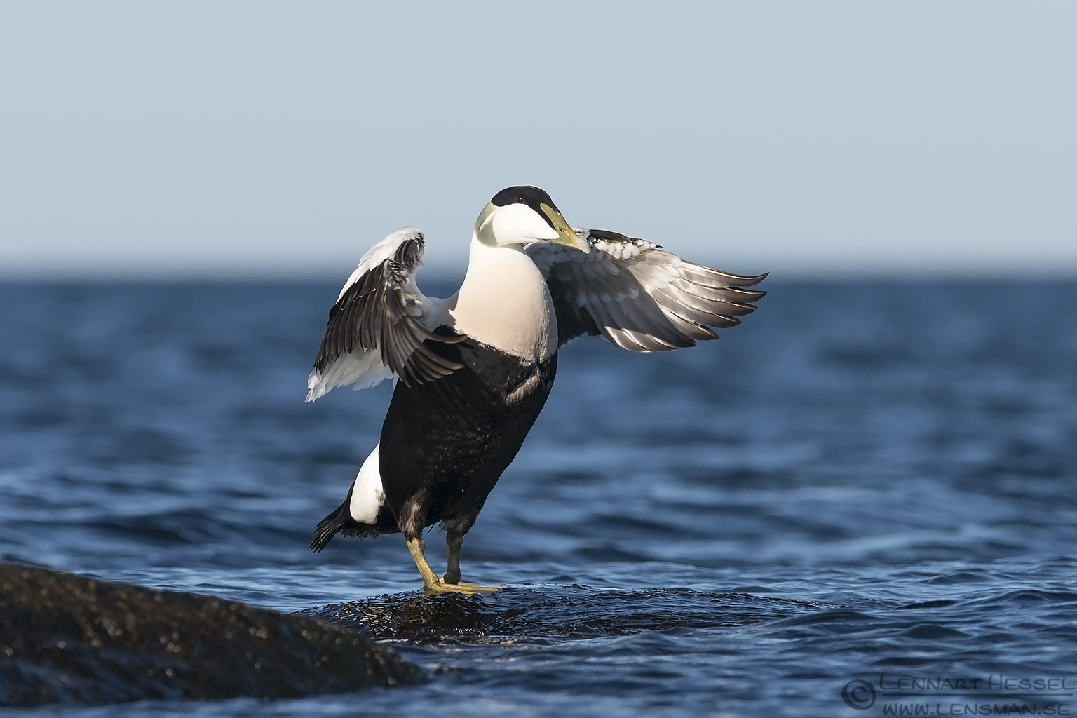 140329 Common Eider flapping low angle Common Eider at Glommen