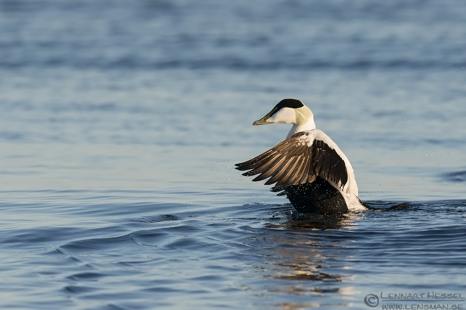 140329 Common Eider flapping Common Eider at Glommen