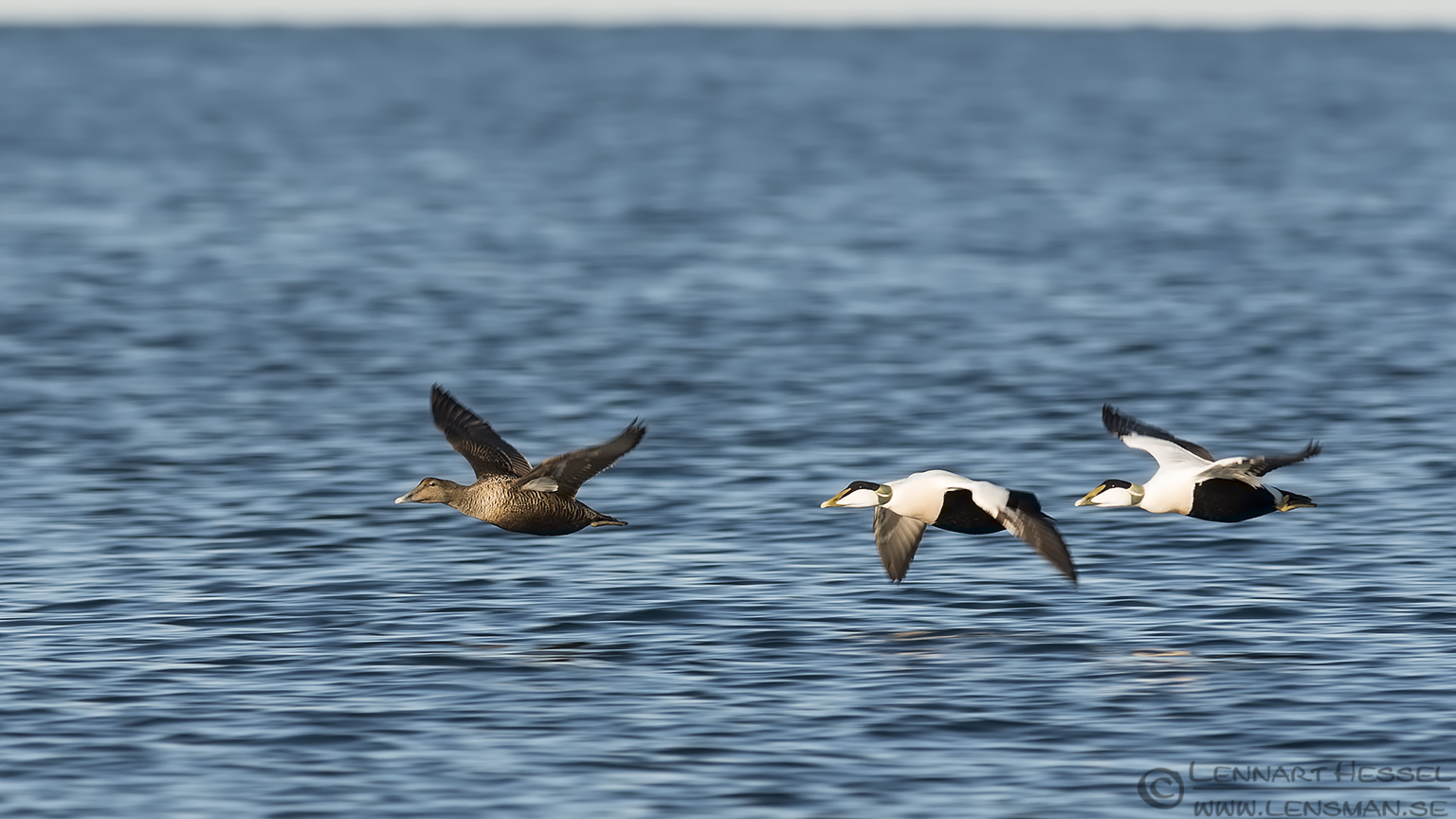 140329 Common Eider panning Common Eiders panning shot at Glommen