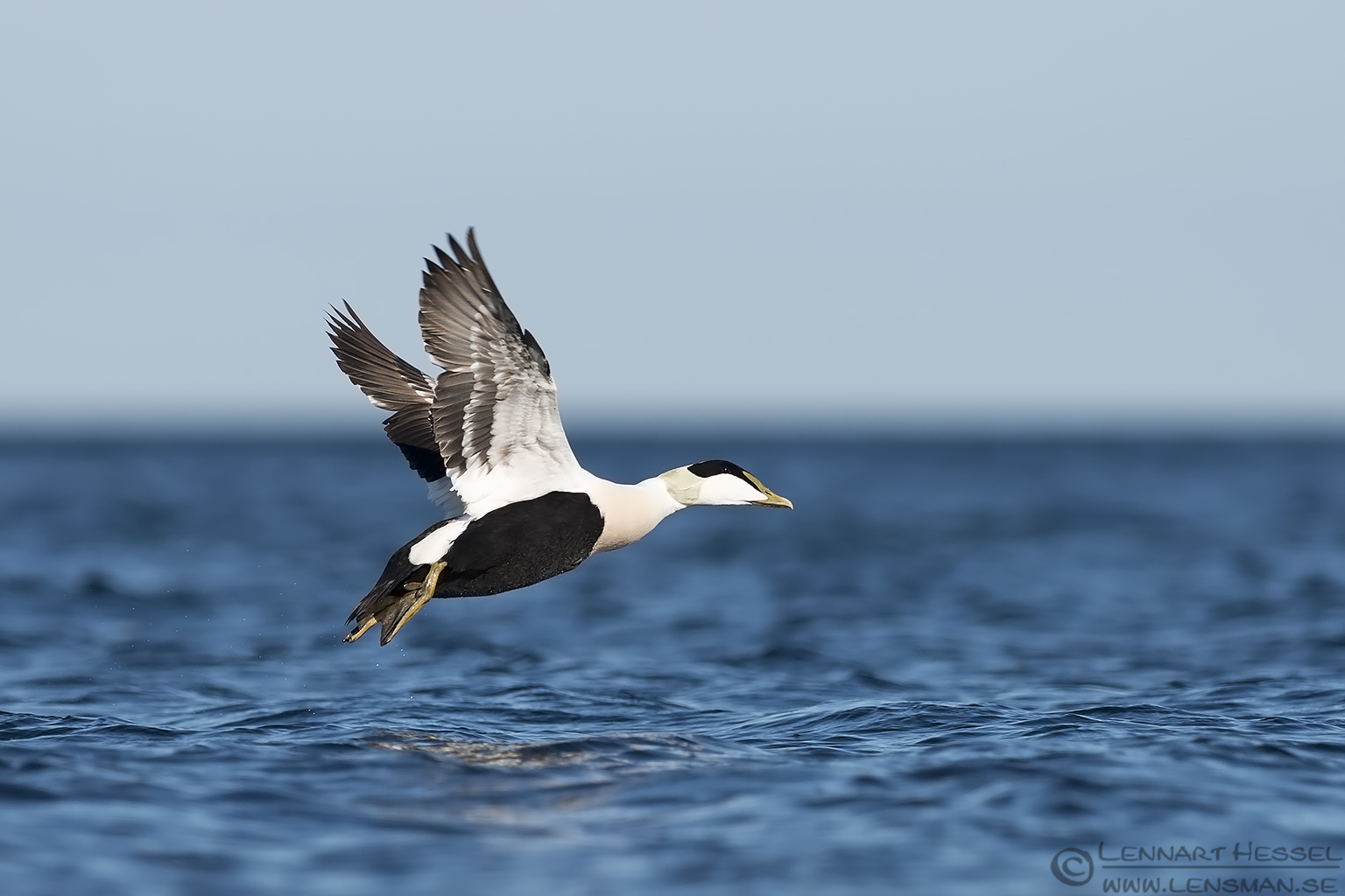 140329 Common Eider Common Eider at Glommen