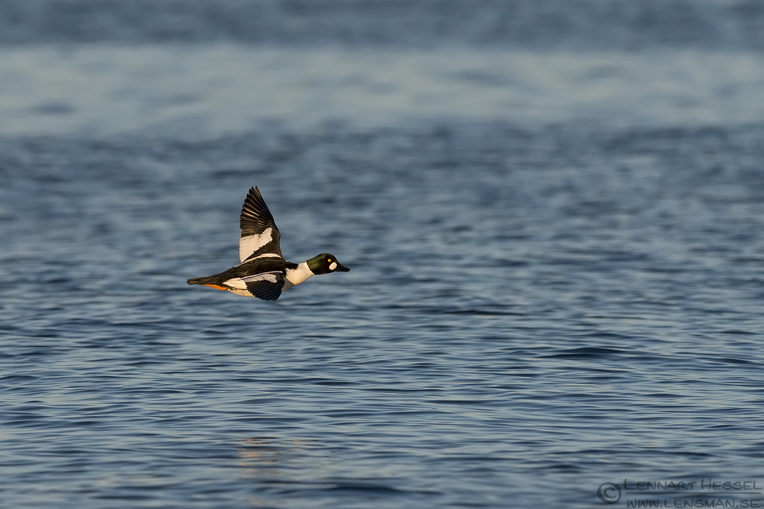140329 Common Goldeneye Common Goldeneye at Glommen