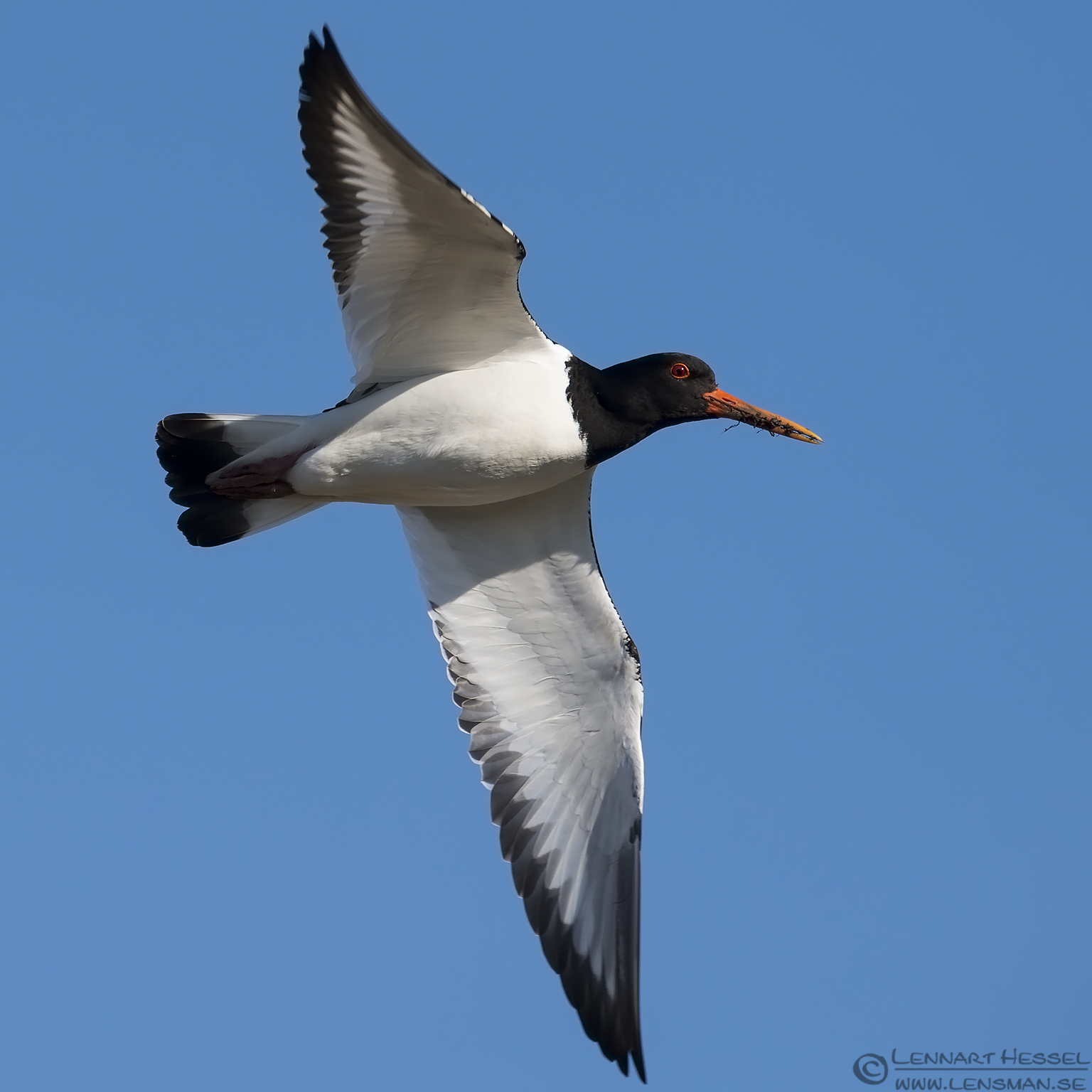 140329 Eurasian Oystercatcher Eurasian Oystercatcher at Morup, Glommen