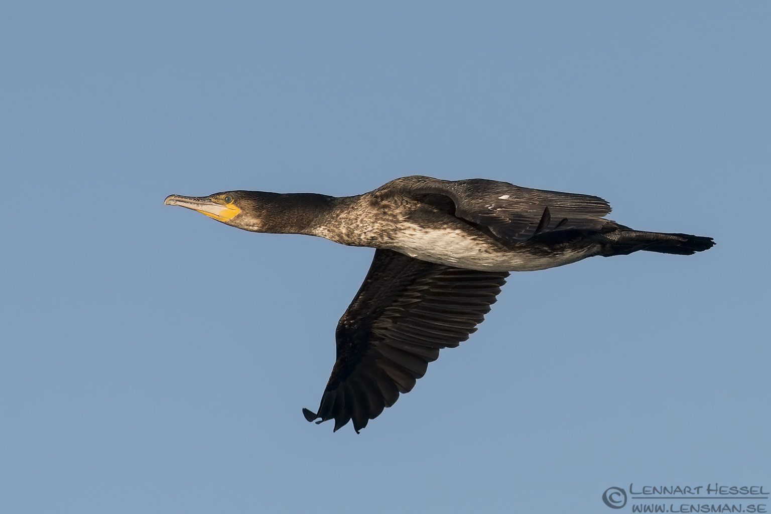 140329 Great Cormorant Great Cormorant at Glommen