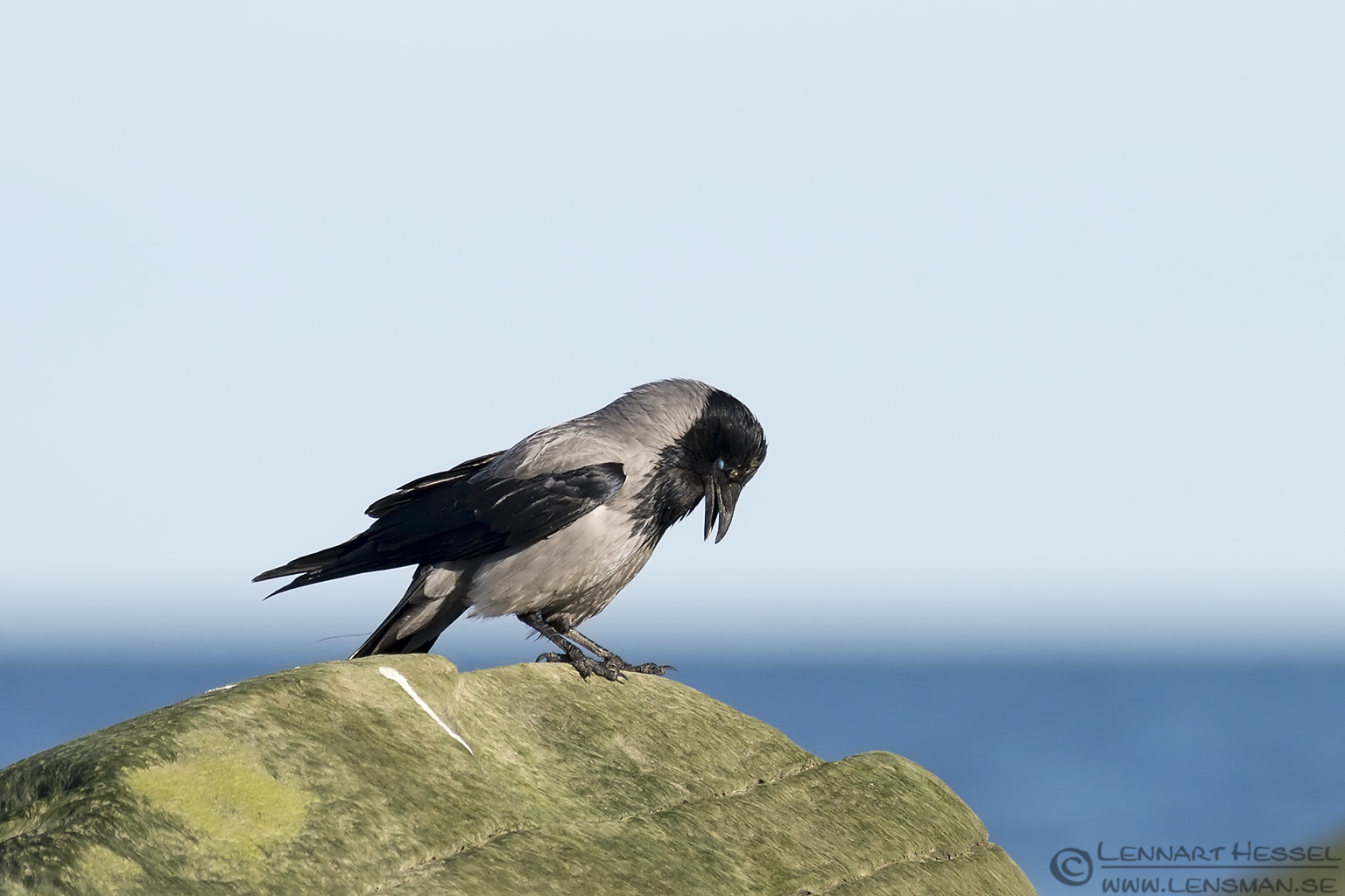 140329 Hooded Crow Hooded Crow at Glommen