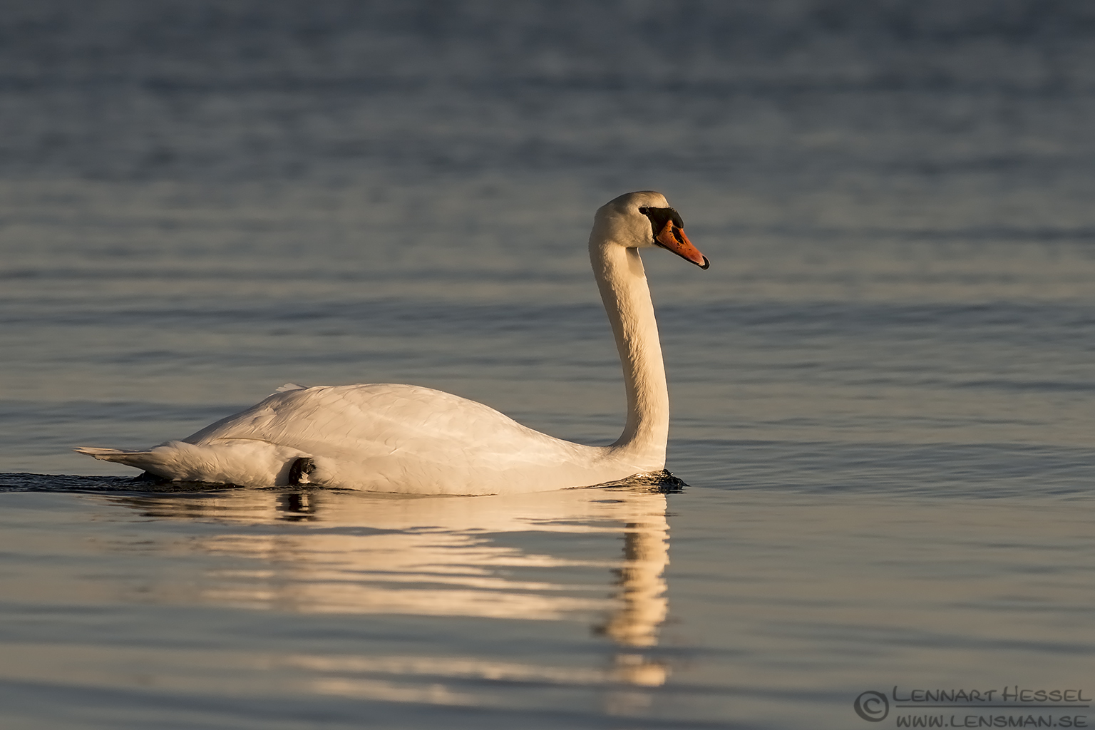 140329 Mute Swan Mute Swan at Glommen