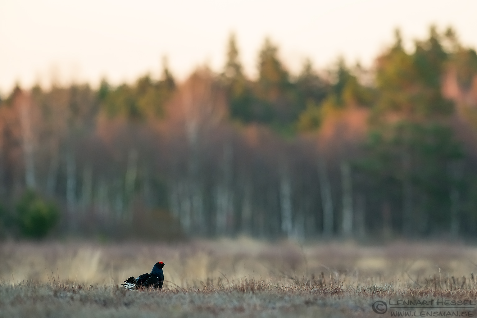 140405 Black Grouse early morning Black Grouse lekking