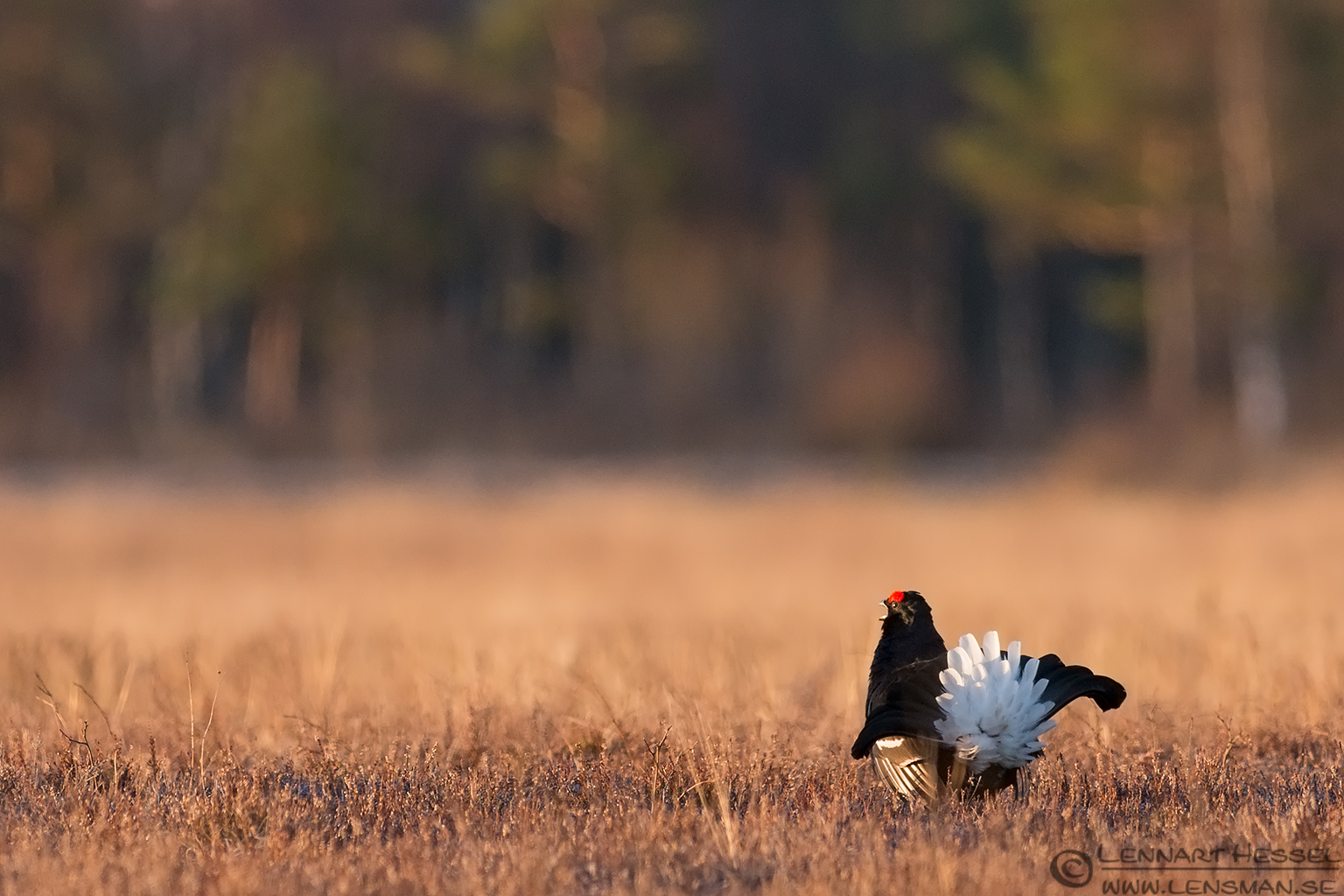 140405 Black Grouse shriek Shriekeing Black Grouse lekking