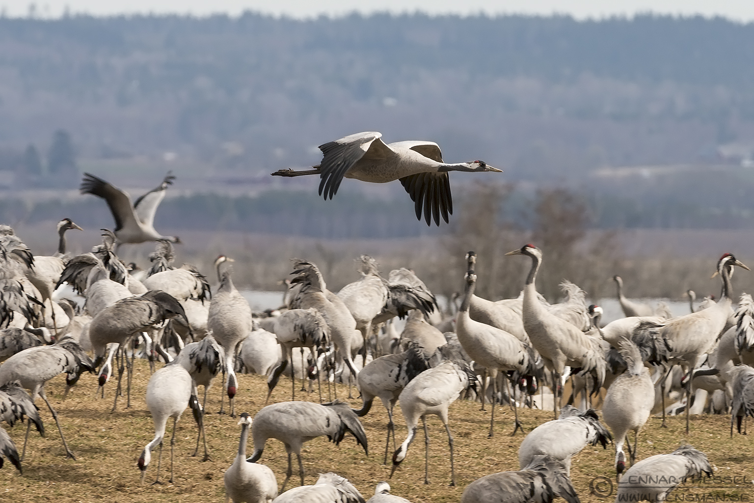 140405 Common Cranes Common Cranes lekking