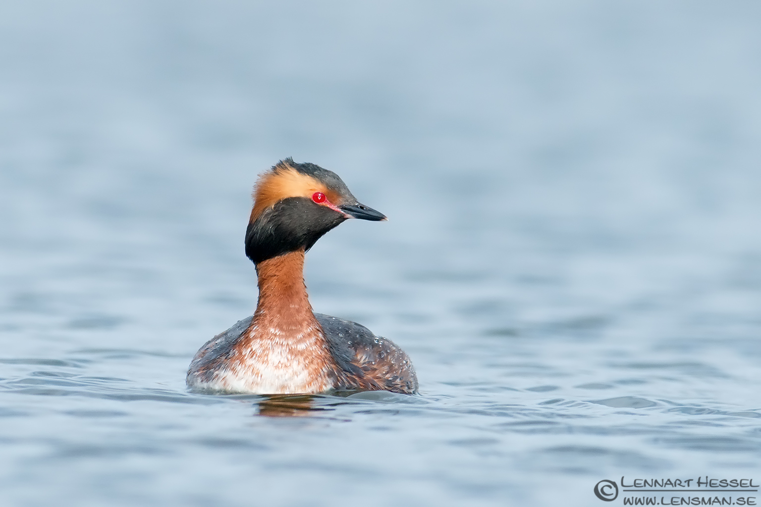 140405 Horned Grebe front Horned Grebe lekking