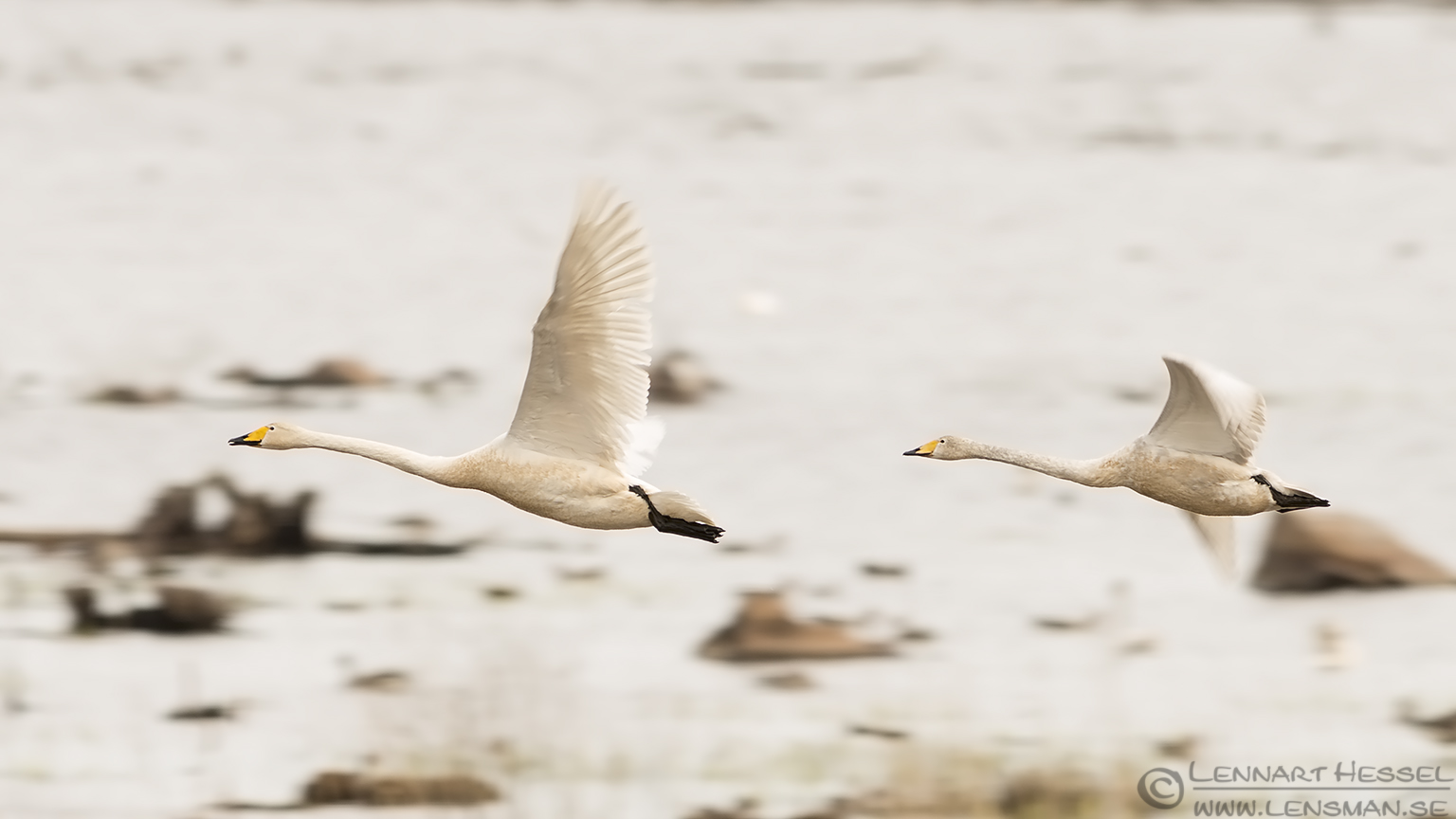140405 Whooper Swans panning Whooper Swans panning lekking