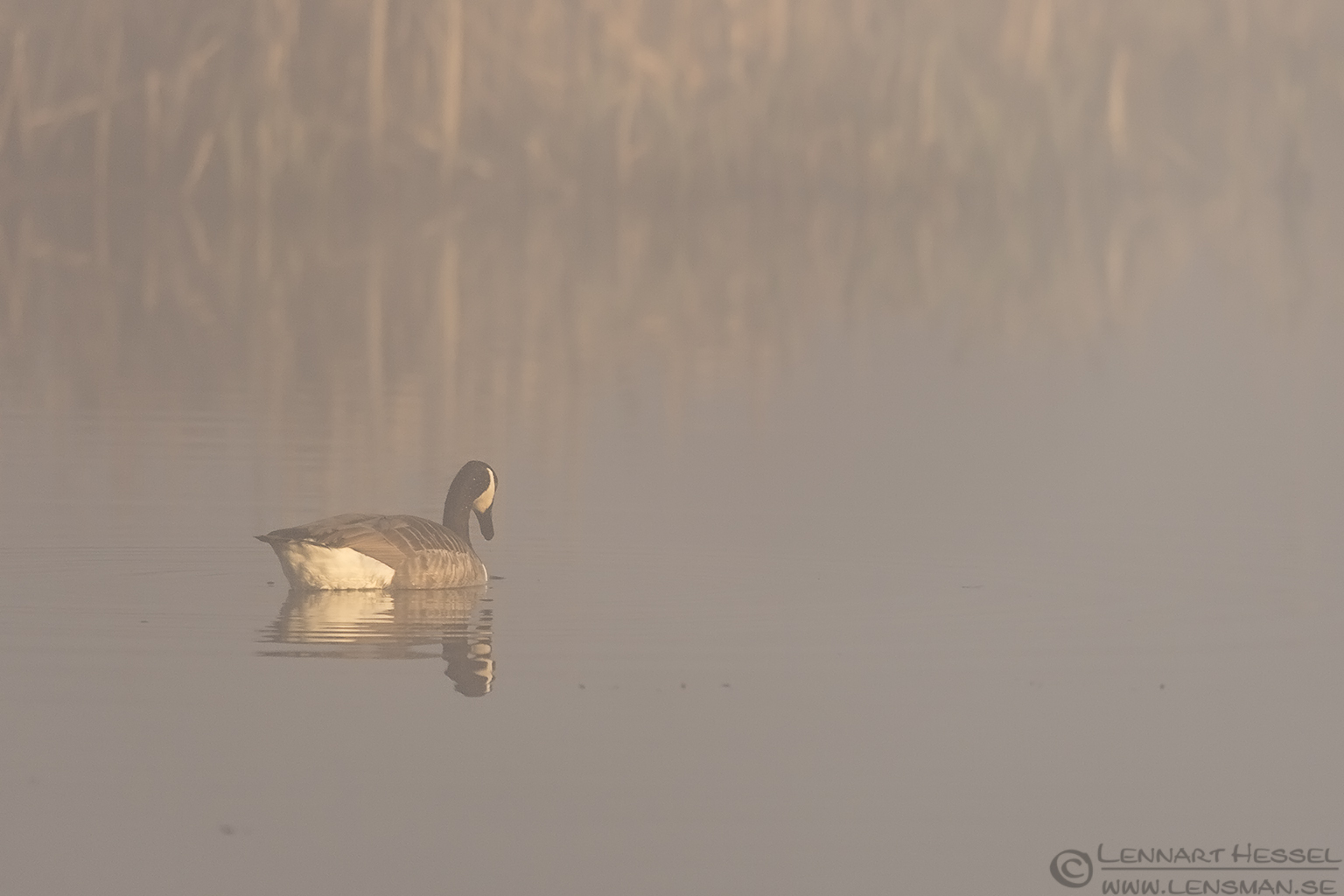 140420 Canada Goose in mist Canada Goose Easter day