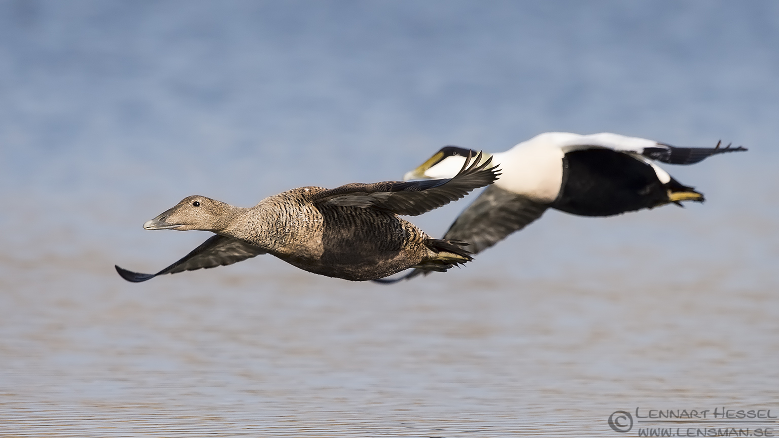 140420 Common Eider pair Common Eider Easter day