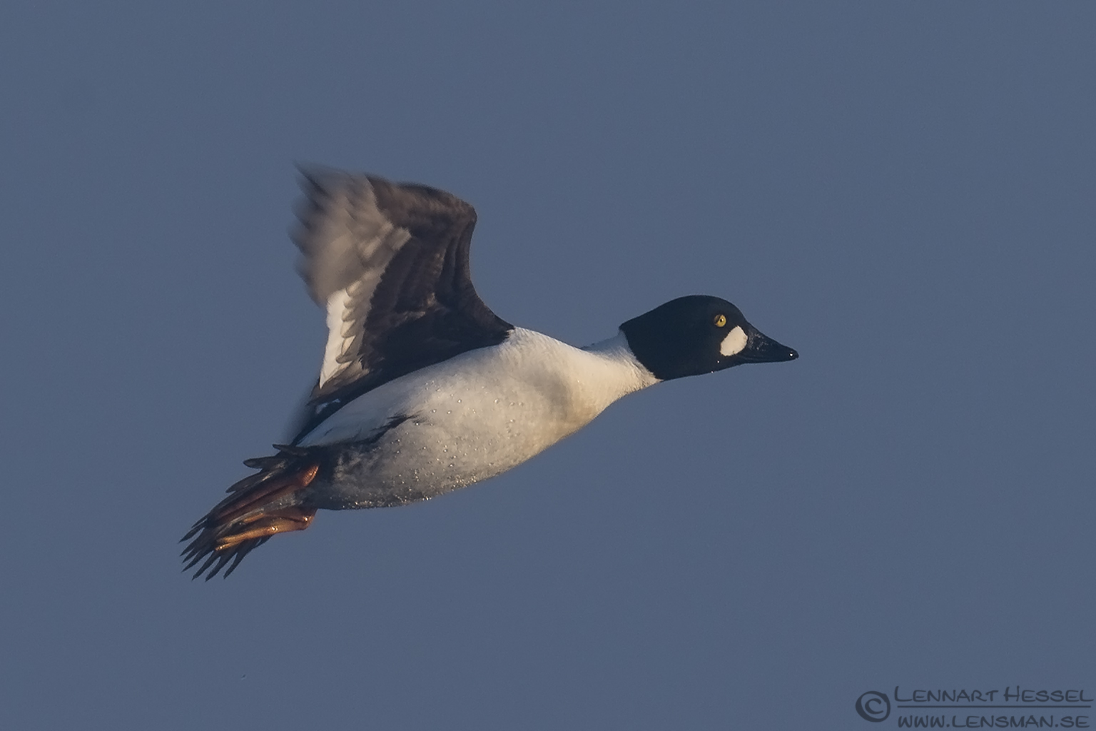 140420 Common Goldeneye Common Golden eye Easter day