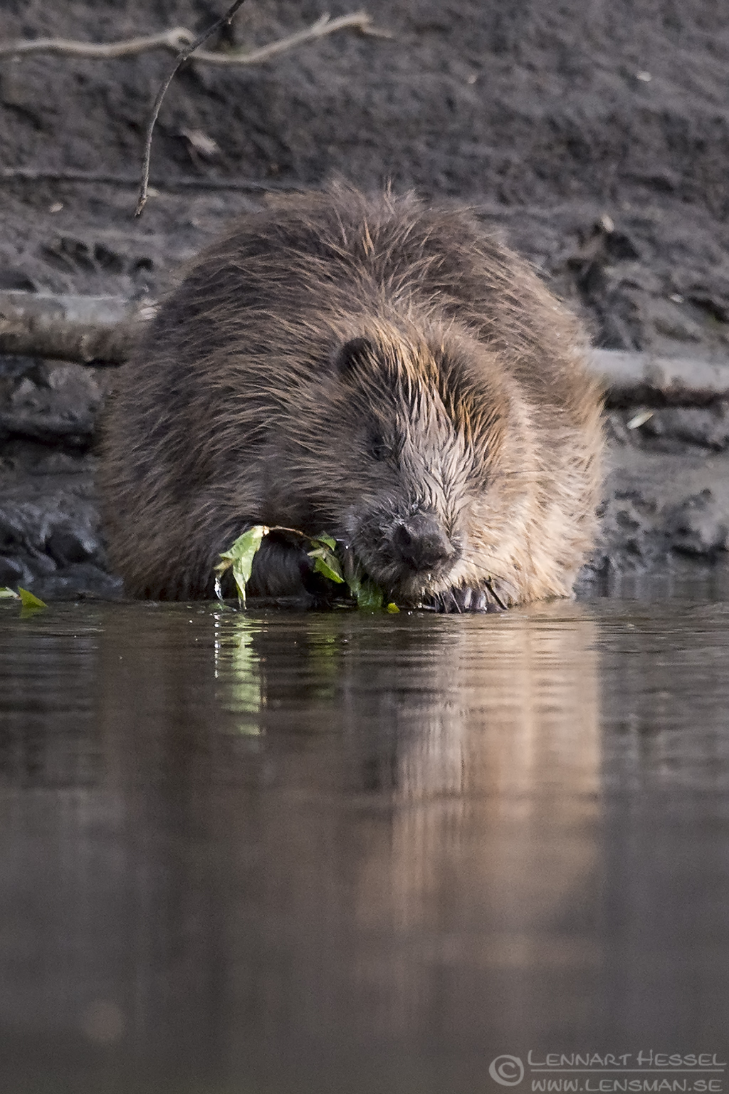 140420 Eurasian Beaver eating Eurasian Beaver Easter day