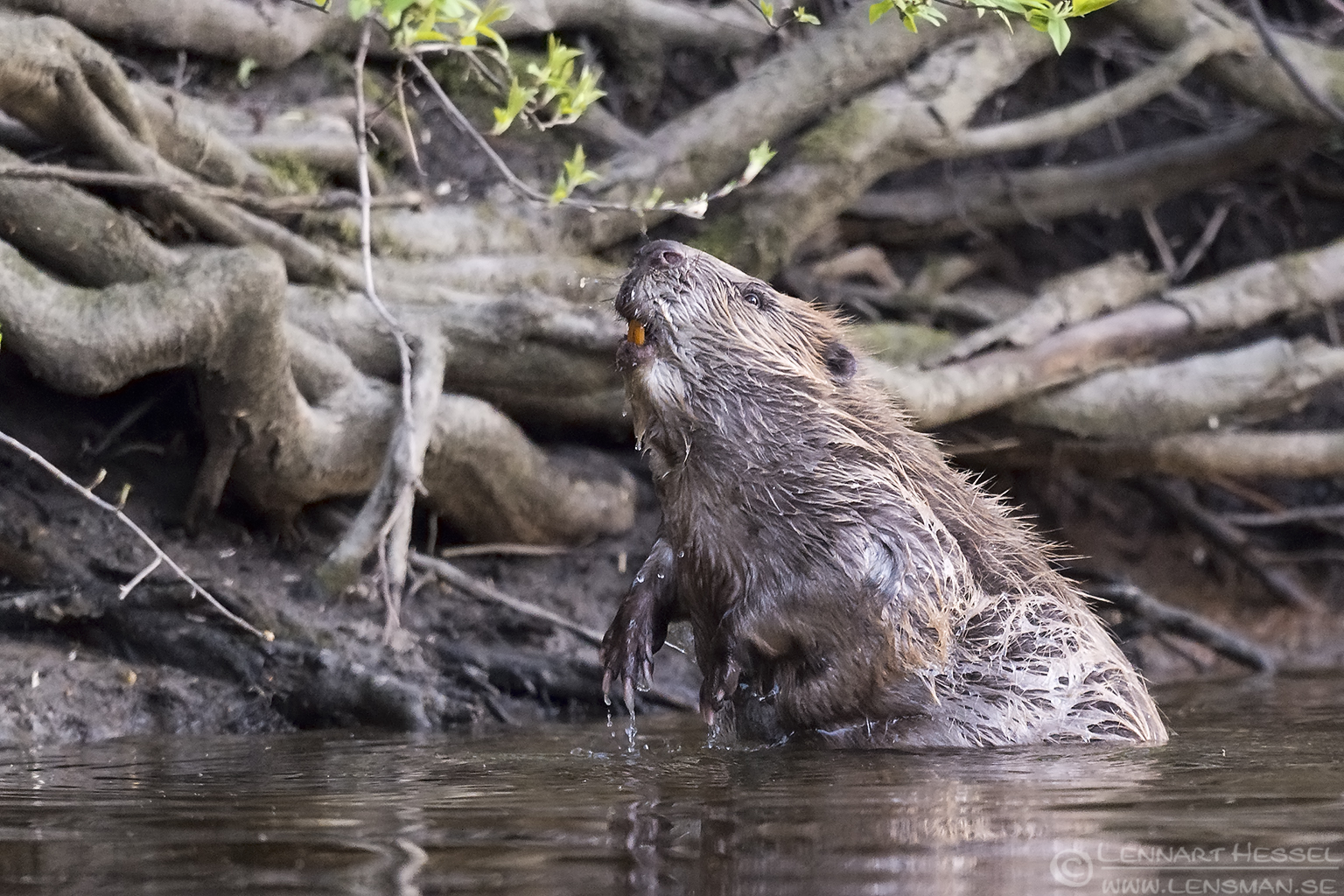 140420 Eurasian Beaver rising out of the water Eurasian Beaver Easter day
