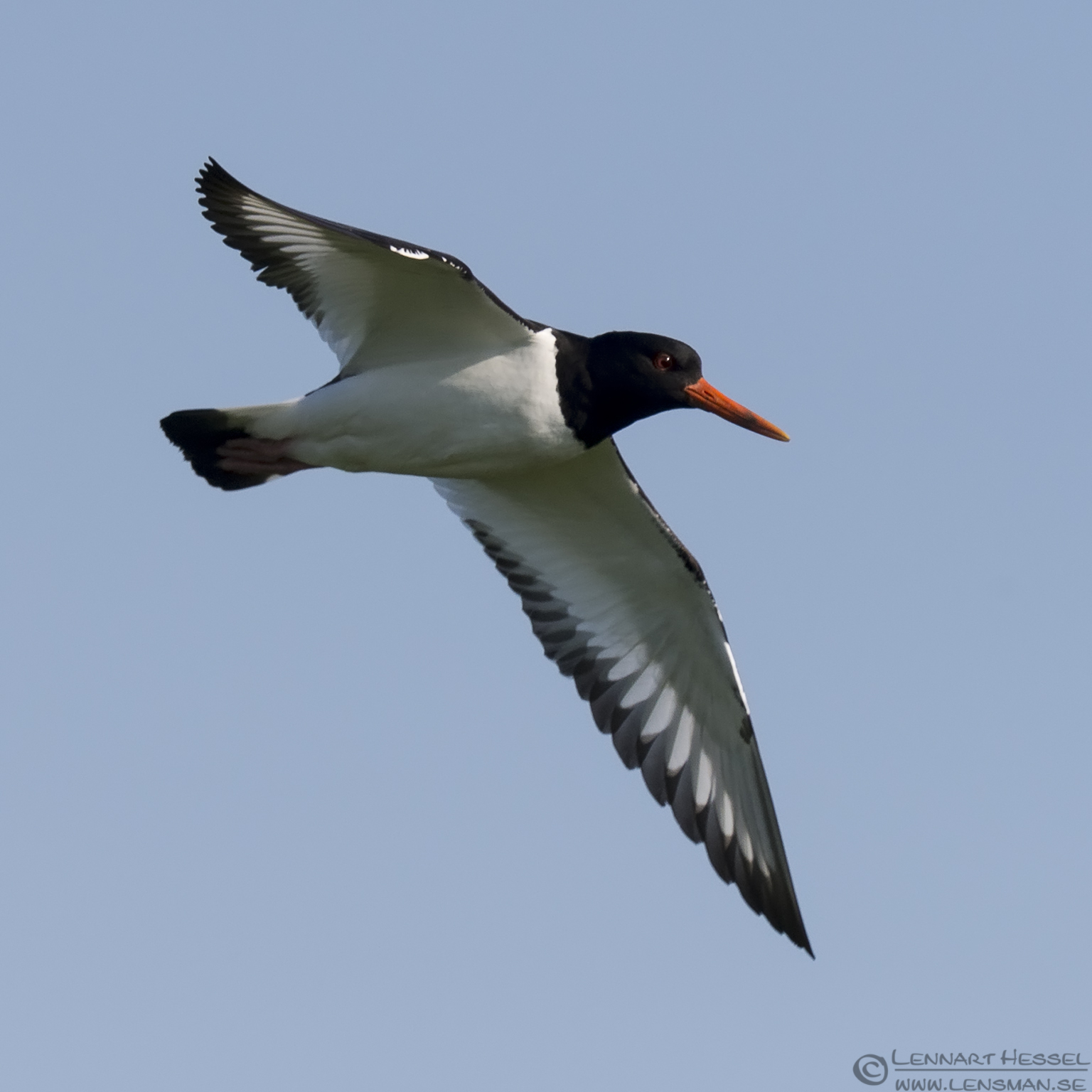 140420 Eurasian Oystercatcher Eurasian Oystercatcher Easter day