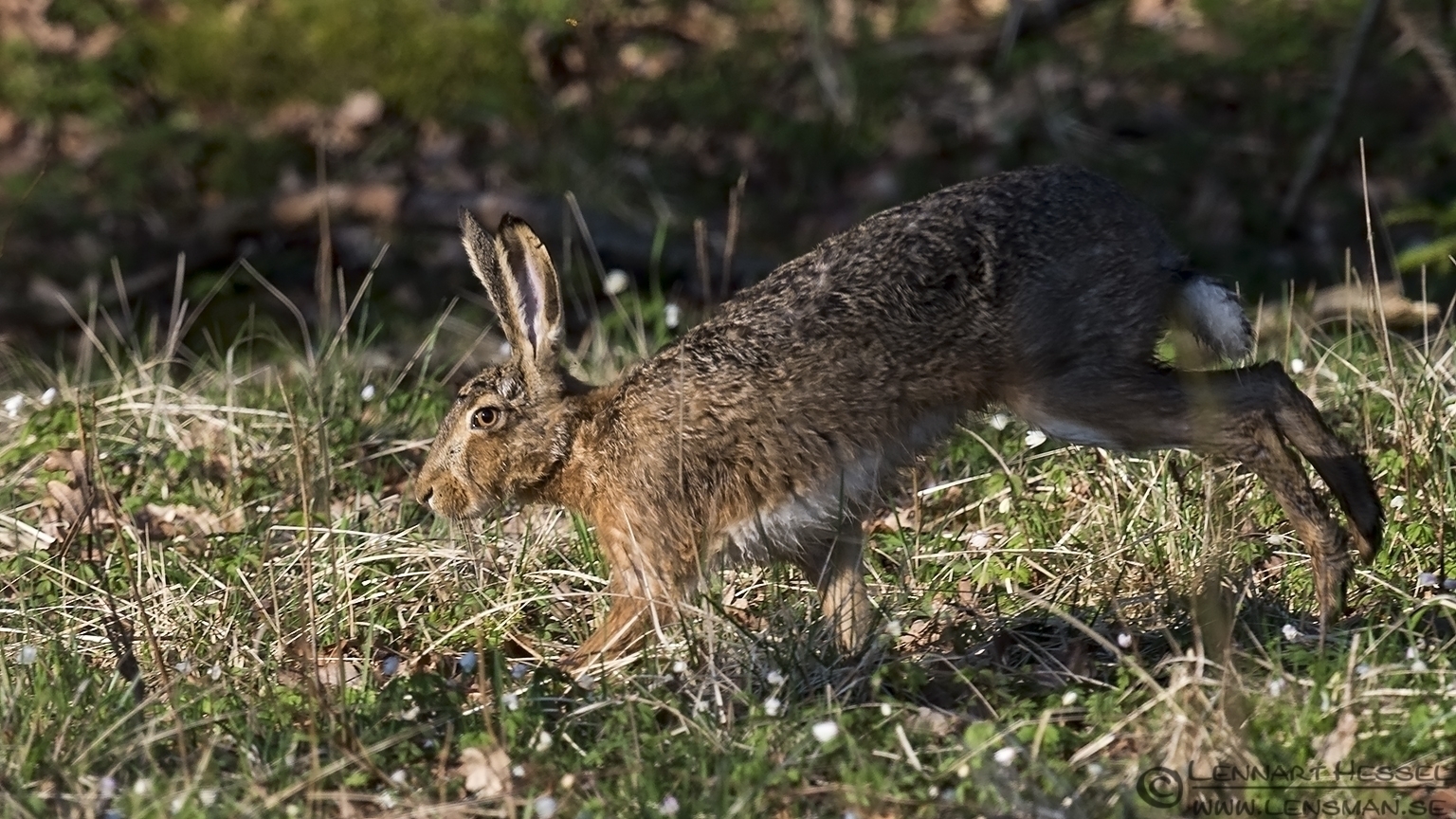 140420 European Hare European Hare Easter day