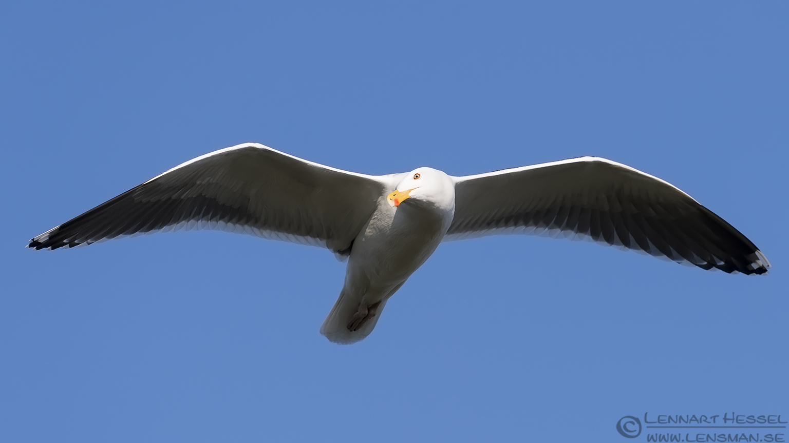 140420 Great Black-backed Gull Great Black-backed Gull Easter day