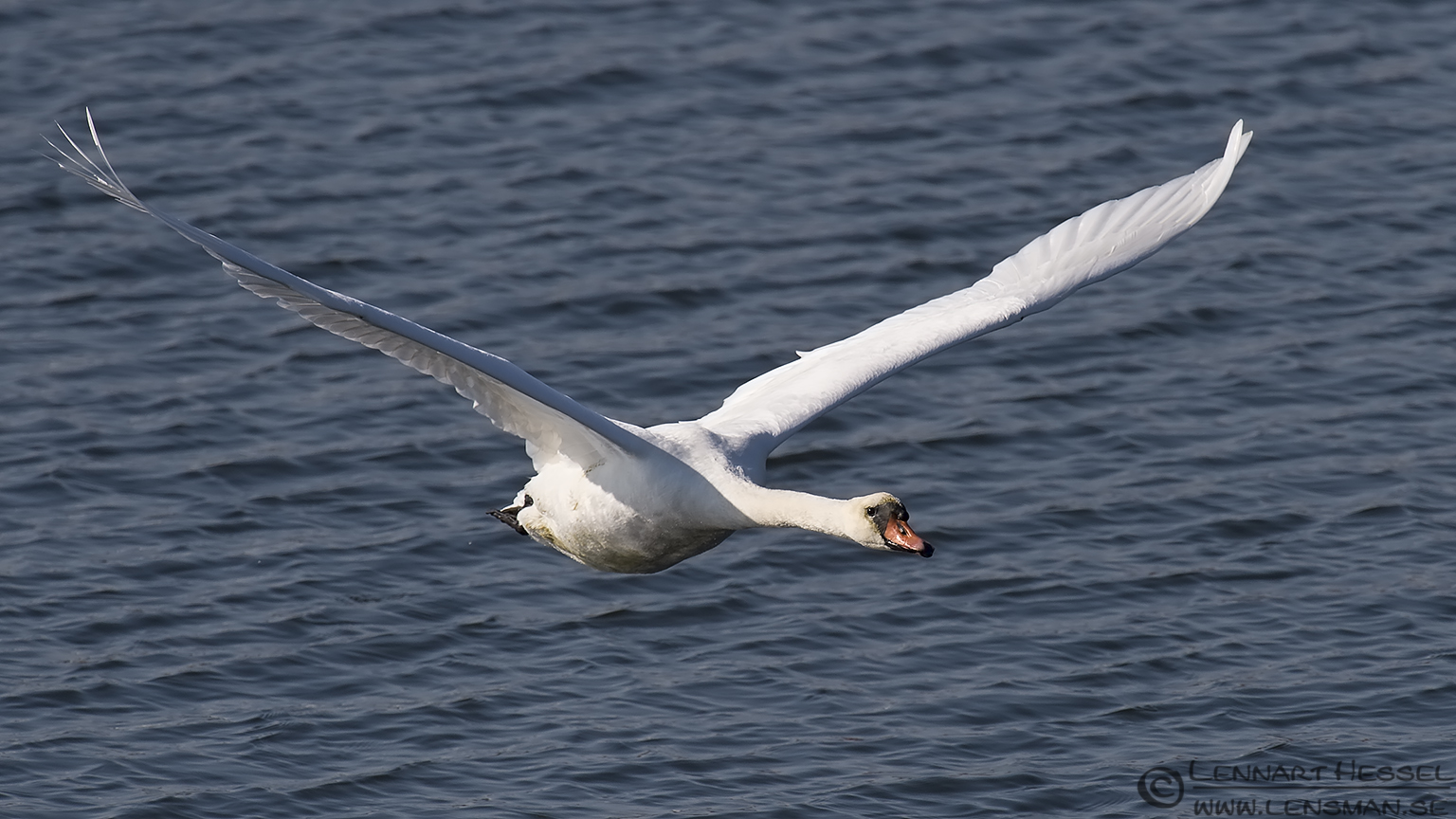 140420 Mute Swan Mute Swan Easter day