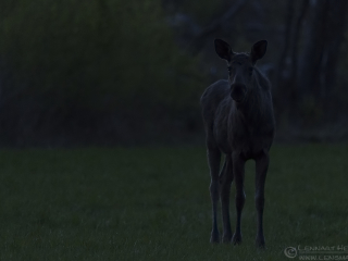 140503 Elk calf Elk calf