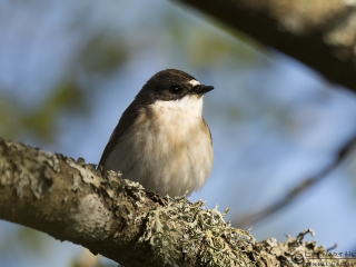 140504 Pied Flycatcher Pied flycatcher elk
