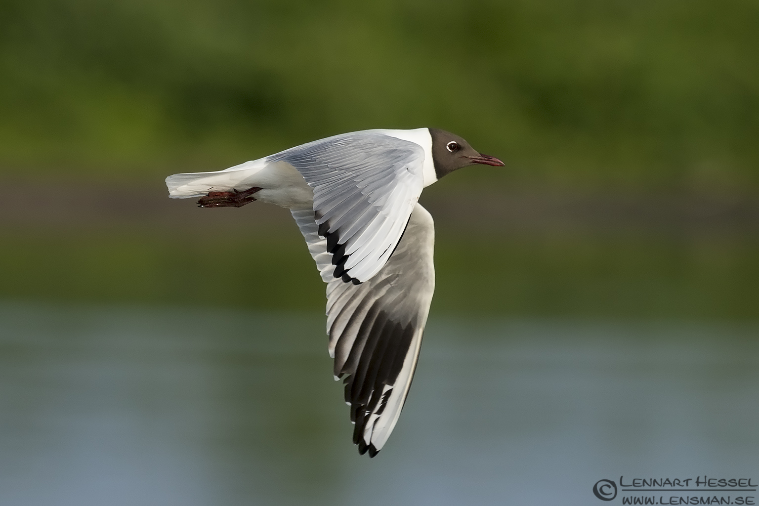 140510 Black-headed Gull Black-headed Gull Bearded Reedling