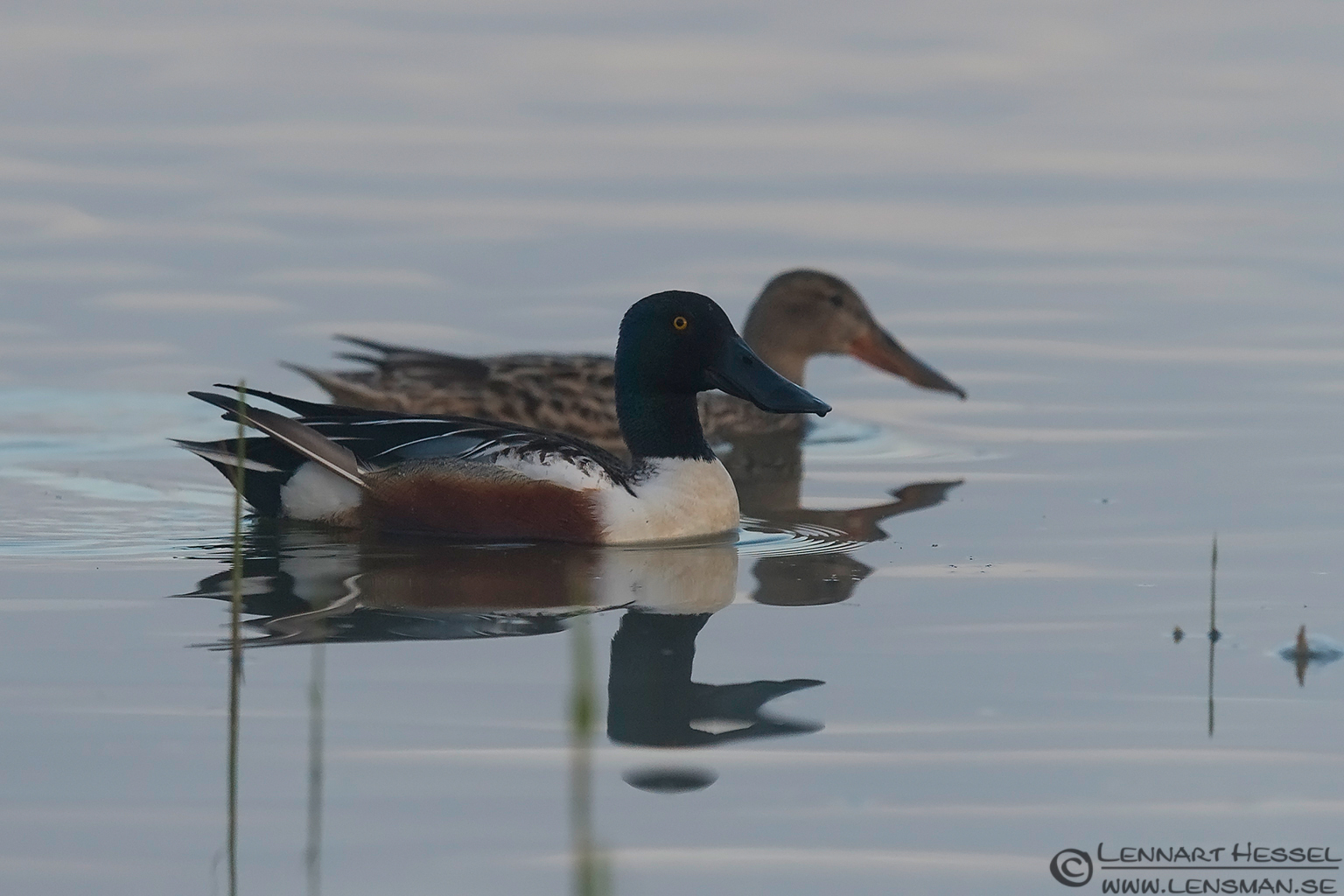 140510 Northern Shoveler Northern Shoveler Bearded Reedling