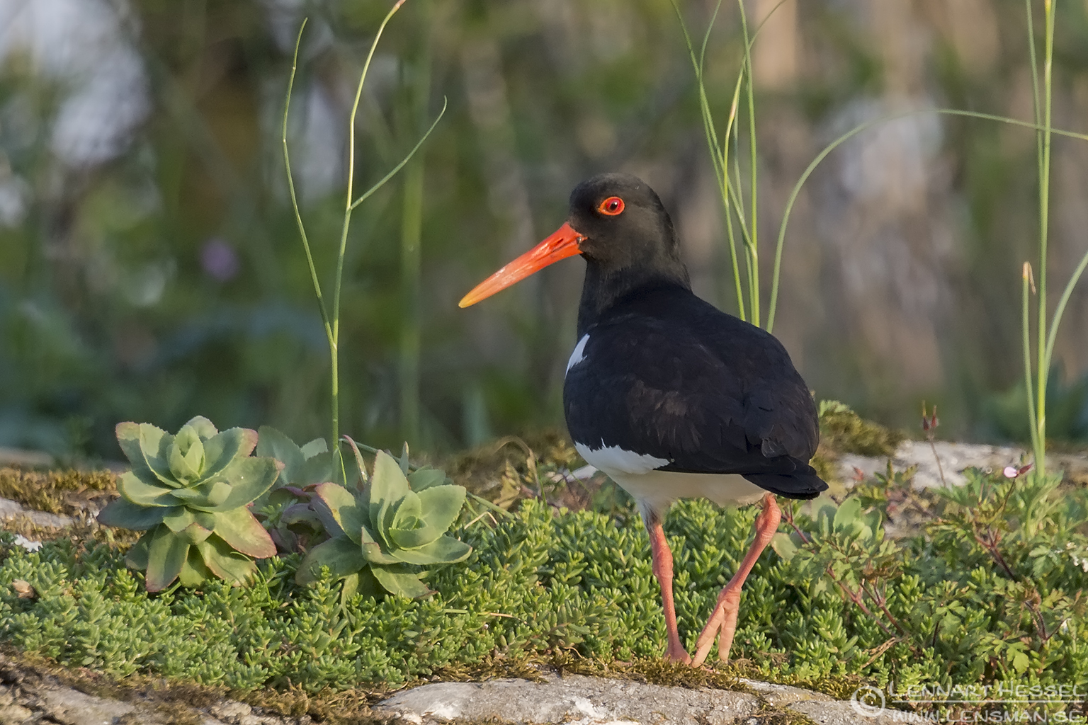 140522 Eurasian Oystercatcher Eurasian Oystercatcher Common Tern