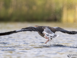 140525 Greylag Goose takeoff Greylag Goose Slavonian Grebe