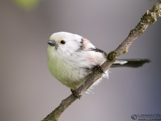 140525 Long-tailed Tit looking Long-tailed Tit looking