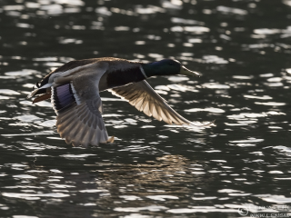 140525 Mallard Duck Mallard Duck Slavonian Grebe