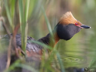 140525 Slavonian Grebe Slavonian Grebe