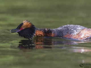 140525 Slavonian Grebe begging Slavonian Grebe begging